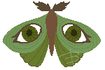 a Button of a brown and green moth with an eye marking on each forewing